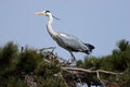 Ardea cinereaÃ¯Â¼Ë3Ã¯Â¼â° Royalty Free Stock Photo